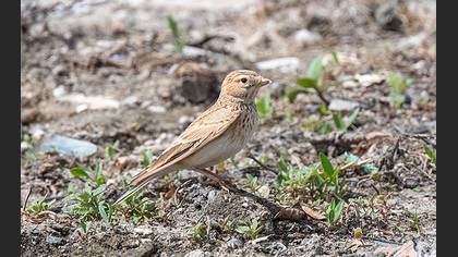 Turkestan Short-toed Lark