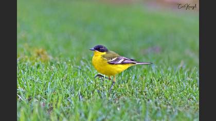 Western Yellow Wagtail
