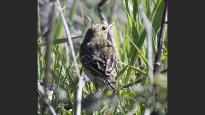 Tree Pipit