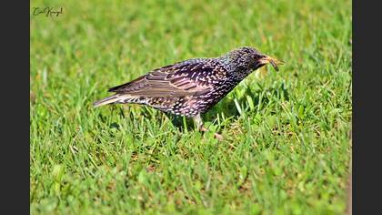 Common Starling