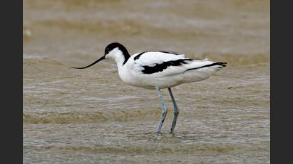 Pied Avocet
