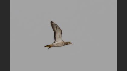 Eurasian Stone-curlew
