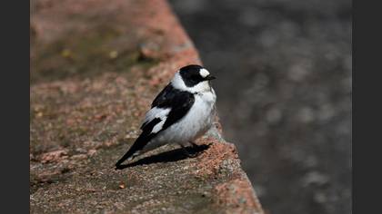 Collared Flycatcher