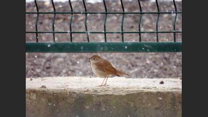 Common Nightingale