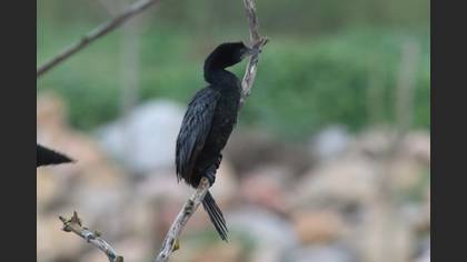 Pygmy Cormorant