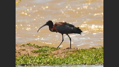 Glossy Ibis