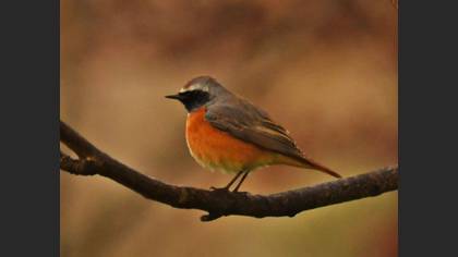 Common Redstart