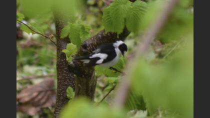 Collared Flycatcher