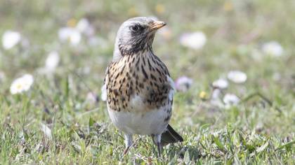 Fieldfare