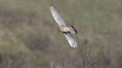 Common Kestrel