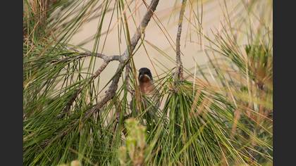 Subalpine Warbler