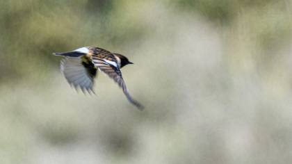 Siberian Stonechat