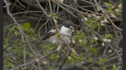European Pied Flycatcher