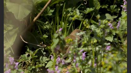 Common Nightingale