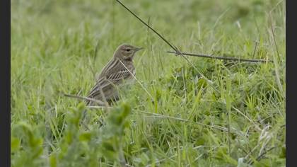 Tree Pipit