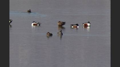 Gadwall