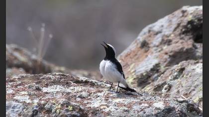 Finsch`s Wheatear