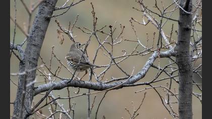 Song Thrush