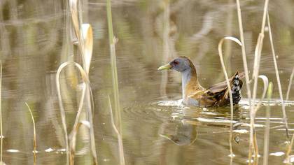 Little Crake