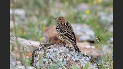 Red-throated Pipit