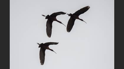 Glossy Ibis