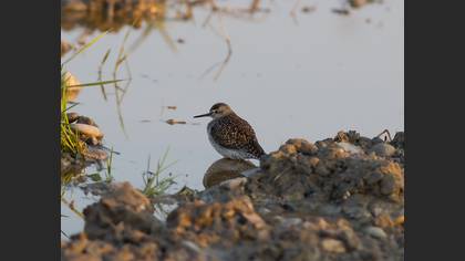 Wood Sandpiper