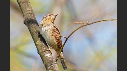Eurasian Wryneck