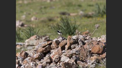 Finsch`s Wheatear