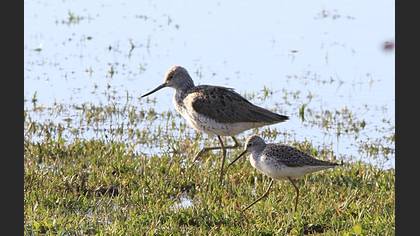 Marsh Sandpiper