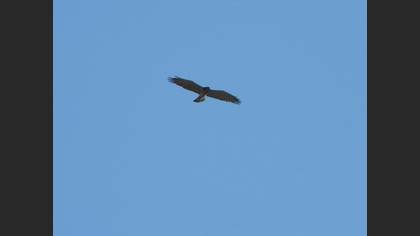 Short-toed Snake Eagle
