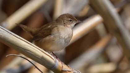 Savi`s Warbler
