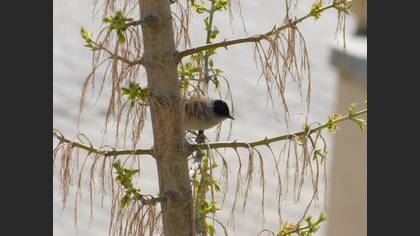 Eurasian Blackcap