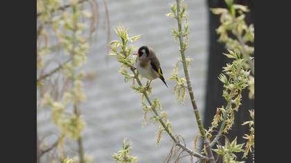 European Goldfinch