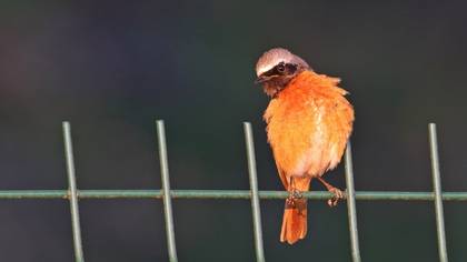 Common Redstart