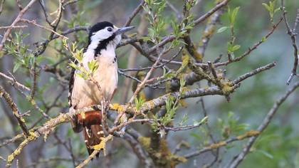 Syrian Woodpecker