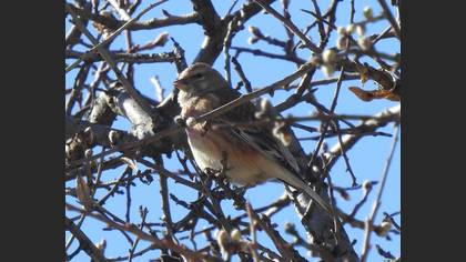 Common Linnet