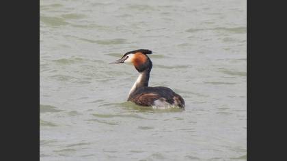 Great Crested Grebe