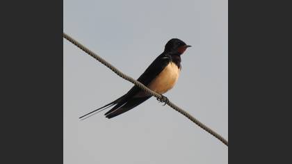 Barn Swallow