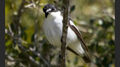 European Pied Flycatcher