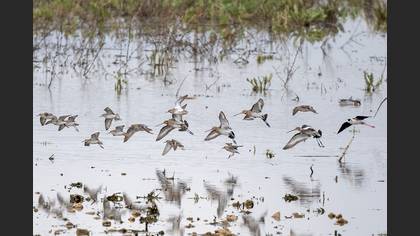 Black-tailed Godwit