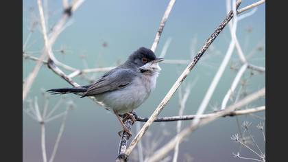 Menetries`s Warbler