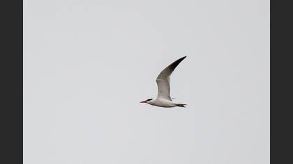 Caspian Tern