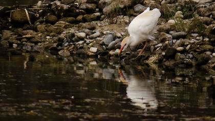 Western Cattle Egret