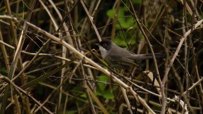 Menetries`s Warbler