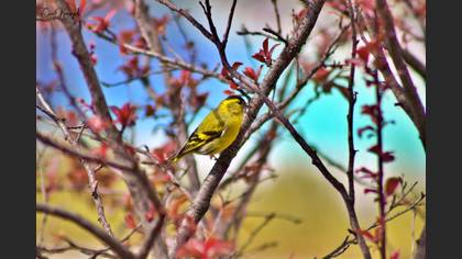 Eurasian Siskin