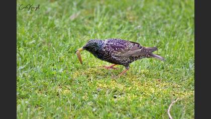 Common Starling