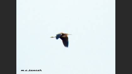 Purple Heron