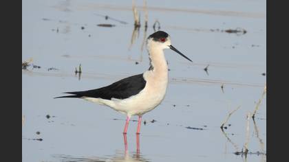 Black-winged Stilt