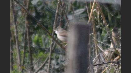 Common Whitethroat
