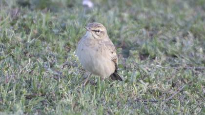 Tawny Pipit